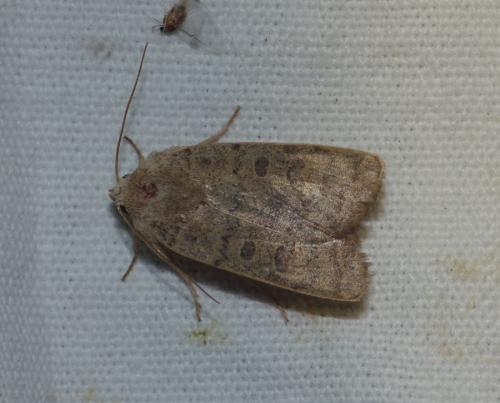 Réf. 213 025 : Hoplodrina octogenaria
